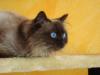 Schöner Reinrassiger Ragdoll Seal Point Deckkater!!!