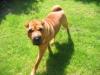 Balou sucht dringend neues Zuhause, .....