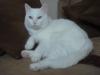  Albino Katze (taub , 2 jahre alt ) sucht ein neues zuhause.