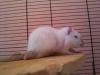 verschenke ratten