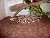 1.0 Boa constrictor constrictor