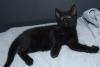 www.sorgenfellchen.de   KITTEN mit IMPFPASS