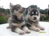huskywelpen
