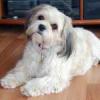 Cocker Spaniel Welpe,  H¨¹ndin