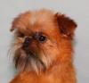 Brüssel Griffon ,  Belgisch Griffon,  Griffon Petit Brabancon