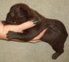 Französisches Bulldoggen Mädchen-Welpe  ,  ein Traum in Black mit einem Schuß Sch