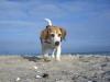 Lust auf Meer? Ferien mit Kind,  Hund und Ostseeblick
