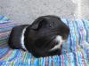 Junge Meerschweinchen