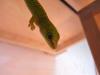 0.0.6 Madagaskar Grandis Gecko - High Red - NZ 06/ 09