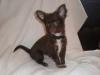 Wunderschöne Chihuahua Welpen in seltenen Farben;schoko, silber blue merle und sc