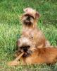    Brüssler Griffon,  Belgisch Griffon,  Griffon Petit Brabancon 