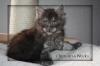 Maine Coon Kitten,  sehr typvoll aus großen Linien in black smoke,  noch 2 Kater !