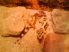  1.3 Leopardgeckos zu verkaufen 