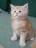 Lilli ein aufgewecktes liebes red-silver Maine Coon Mädchen sucht nach einer seh