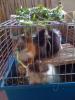  3 webliche schweinchen,  1 1/ 2 Jahre jung