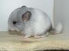 Chinchillas ab zu geben wegen zucht verkleinerung 