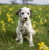 Hund gesucht,  wenn es geht kostenlos?