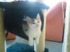 liebes kleines katzenbaby 10 wochen sucht heim