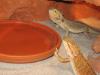 red-orange farb bartagame