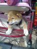 Zuckersüsse Shiba Inu Welpen
