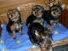 Yorkshire Terrier Welpen mit Papiere