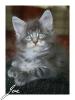 Wir haben typvolle,  verschmuste Maine Coon Babys!
