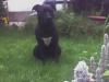  Hund in liebevolle Hände abzugeben