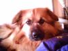 pluto sucht dringend neues zuhause