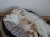2 türkisch-angora/  türkisch-van kitten suchen ein neues zuhause