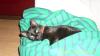 Katze kostenlos abzugeben. 2 Jahre jung,  schwarz,  pflegeleicht. Mit WC,  Box und 