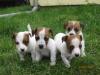 Jack Russell Terrier Welpen Tricolor