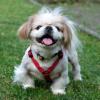 OPI ROCKY - Tibet-Spaniel - 13 Jahre - Tierhilfe-Franken e.V.