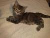 5 Red/ Black-Tabby mixe