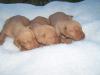 Magyar Vizsla (Ungarischer Vorstehhund) Welpen zu verkaufen in Ungarn,  in der Nä