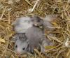 Junge Goldhamster,  Teddyhamster in verschi. Farben ab mitte August abzugeben...