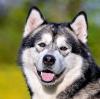 MUBALU - bildhübscher Alaskan Malamute - 2 Jahre - Tierhilfe-Franken e.V.