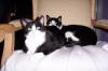 2 liebe, ruhige Katzen zu verschenken!