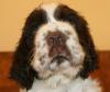 english Springer Spaniel Welpen