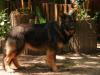 Altdeutsche Schäferhundwelpen,  Wurfankündigung August 2009