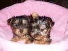 süße kleine Yorkshire Babies 