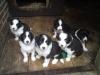Border Collie Welpen