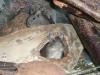 2 DEGU Gruppen abzugeben (m/ w)