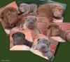 Informatives Sharpei Forum hilft bei allen fragen rund um den Sharpei