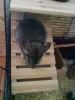 Pablo,  Picasso suchen ein neues Zuhause (Chinchillas)
