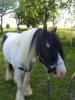 Tinker sucht Weide/ Offenstall/ Stall mit Weidegang