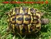 Italienische Landschildkröten Testudo hermanni hermanni Nachzucht 2009