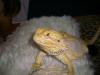 Sandfire (Yellow) Bartagamen-Babys  Pogona vitticeps