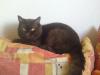 Kastrat Woody sucht neues Zuhause
