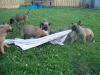 5 Wunderschöne Malinoi Welpen/  Hündinnen abzugeben