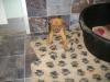 Rhodesian Ridgeback Welpen Abzugeben